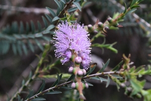  Australian Plants - Myrtaceae Illustration 